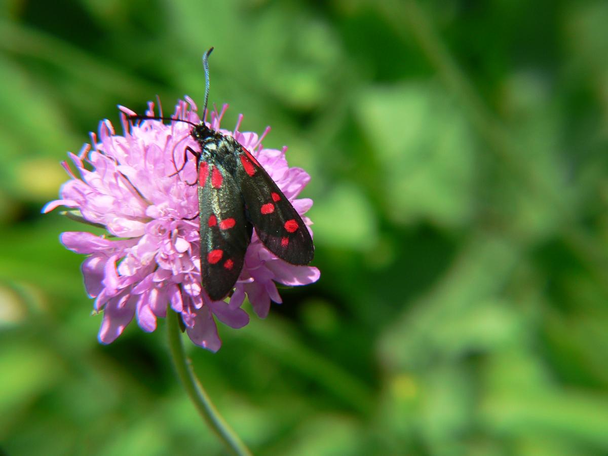 Zygaena flipendulae ?